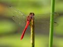 Rhodopygia hinei (Brilliant Redskimmer) male-2.jpg